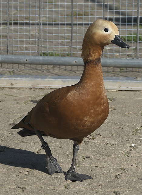 去年
