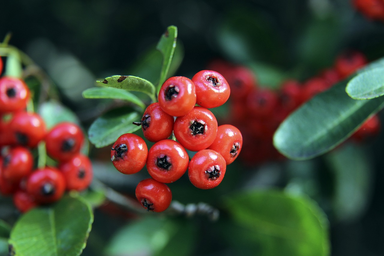 布力凭借其 布力凭借其