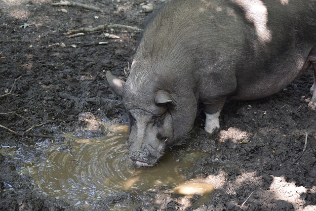 马刺的竞争 马刺的竞争